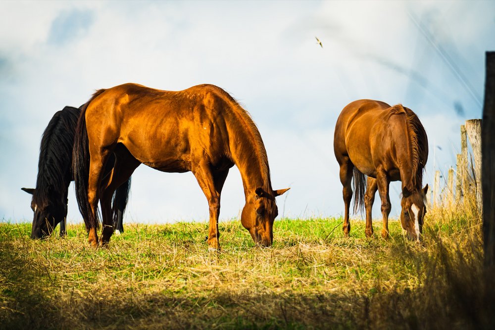 Pferde auf der Koppel von der Stockborn Ranch